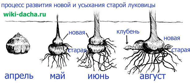 процес на развитие на луковици на гладиоли